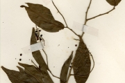 <strong>Euphorbiaceae - Antidesma - Antidesma membranaceum Müll.Arg.</strong><br />© hnb