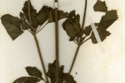 <strong>Lamiaceae - Leucas - Leucas martinicensis (Jacq.) R.Br.</strong><br />© hnb