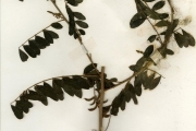 <strong>Leguminosae-Papilionoideae - Indigofera - Indigofera suffruticosa Mill.</strong><br />© hnb