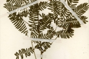 <strong>Leguminosae-Mimosoideae - Leucaena - Leucaena leucocephala (Lam.) de Wit</strong><br />© hnb