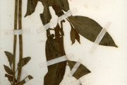 <strong>Scrophulariaceae - Artanema - Artanema longifolium (L.) Vatke</strong><br />© hnb