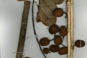<strong>Moraceae - Ficus - Ficus artocarpoides Warb.</strong><br />© hnb