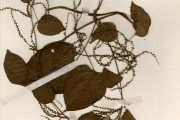 <strong>Dioscoreaceae - Dioscorea - Dioscorea mangenotiana J.Miège</strong><br />© hnb