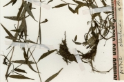 <strong>Rubiaceae - Oldenlandia - Oldenlandia lancifolia (Schumach.) DC.</strong><br />© hnb