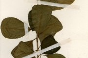<strong>Moraceae - Ficus - Ficus natalensis Hochst. subsp. leprieurii (Miq.) C.C.Berg</strong><br />© hnb
