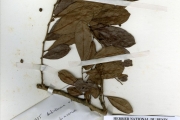 <strong>Euphorbiaceae - Antidesma - Antidesma venosum E.Mey. ex Tul.</strong><br />© hnb