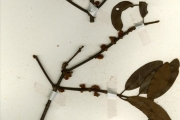 <strong>Loranthaceae - Phragmanthera - Phragmanthera nigritana (Hook.f. ex Benth.) Balle</strong><br />© hnb