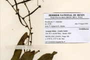 <strong>Orchidaceae - Aerangis - Aerangis biloba (Lindl.) Schltr.</strong><br />© hnb