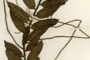 <strong>Orchidaceae - Diaphananthe - Diaphananthe bidens (Sw.) Schltr.</strong><br />© hnb