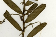 <strong>Orchidaceae - Angraecum - Angraecum multinominatum Rendle</strong><br />© hnb