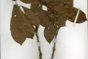 <strong>Sapotaceae - Synsepalum - Synsepalum brevipes (Baker) T.D.Penn.</strong><br />© hnb