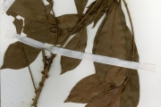 <strong>Sapotaceae - Synsepalum - Synsepalum brevipes (Baker) T.D.Penn.</strong><br />© hnb