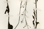 <strong>Portulacaceae - Talinum - Talinum portulacifolium (Forssk.) Asch. ex Schweinf.</strong><br />© hnb