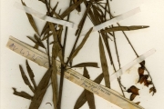 <strong>Leguminosae-Papilionoideae - Crotalaria - Crotalaria trichotoma Bojer</strong><br />© hnb