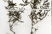 <strong>Rubiaceae - Oldenlandia - Oldenlandia corymbosa L.</strong><br />© hnb