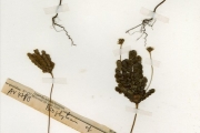 <strong>Oxalidaceae - Biophytum - Biophytum umbraculum Welw.</strong><br />© hnb