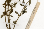 <strong>Scrophulariaceae - Bacopa - Bacopa crenata (P.Beauv.) Hepper</strong><br />© hnb