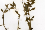 <strong>Scrophulariaceae - Bacopa - Bacopa crenata (P.Beauv.) Hepper</strong><br />© hnb