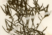 <strong>Onagraceae - Ludwigia - Ludwigia hyssopifolia (Don) Exell</strong><br />© hnb