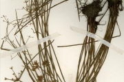 <strong>Cyperaceae - Cyperus - Cyperus halpan L.</strong><br />© hnb