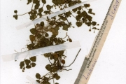 <strong>Scrophulariaceae - Lindernia - Lindernia nummulariifolia (D.Don) Wettst.</strong><br />© hnb