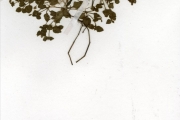 <strong>Scrophulariaceae - Lindernia - Lindernia nummulariifolia (D.Don) Wettst.</strong><br />© hnb