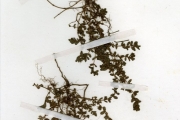 <strong>Euphorbiaceae - Euphorbia - Euphorbia thymifolia L.</strong><br />© hnb