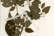 <strong>Euphorbiaceae - Tragia - Tragia laminularis Müll.Arg.</strong><br />© hnb