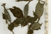 <strong>Rubiaceae - Gardenia - Gardenia nitida Hook.</strong><br />© hnb