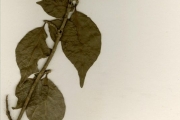 <strong>Rubiaceae - Gardenia - Gardenia nitida Hook.</strong><br />© hnb