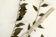 <strong>Euphorbiaceae - Erythrococca - Erythrococca anomala (Juss. ex Poir.) Prain</strong><br />© hnb