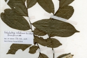 <strong>Annonaceae - Artabotrys - Artabotrys velutinus Scott-Elliot</strong><br />© hnb