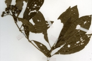 <strong>Rubiaceae - Pavetta - Pavetta corymbosa (DC.) F.M.Williams</strong><br />© hnb