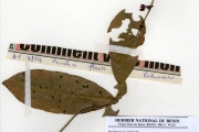 <strong>Ochnaceae - Campylospermum - Campylospermum flavum (Schumach. & Thonn. ex Stapf) Farron</strong><br />© hnb