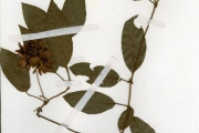 <strong>Rubiaceae - Sabicea - Sabicea calycina Benth.</strong><br />© hnb