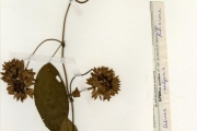 <strong>Rubiaceae - Sabicea - Sabicea calycina Benth.</strong><br />© hnb
