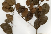 <strong>Myrtaceae - Eugenia - Eugenia coronata Schumach. & Thonn.</strong><br />© hnb