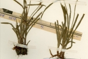 <strong>Cyperaceae - Cyperus - Cyperus kyllingia Endl.</strong><br />© hnb