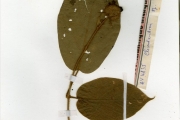 <strong>Verbenaceae - Clerodendrum - Clerodendrum sinuatum Hook.</strong><br />© hnb