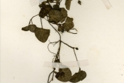 <strong>Rubiaceae - Geophila - Geophila repens (L.) I.M.Johnst.</strong><br />© hnb