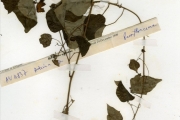<strong>Passifloraceae - Adenia - Adenia cissampeloides (Planch. ex Hook.) Harms</strong><br />© hnb
