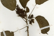 <strong>Urticaceae - Urera - Urera obovata Benth.</strong><br />© hnb