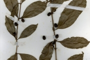 <strong>Rubiaceae - Pouchetia - Pouchetia africana A.Rich. ex DC.</strong><br />© hnb
