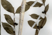 <strong>Rubiaceae - Pouchetia - Pouchetia africana A.Rich. ex DC.</strong><br />© hnb