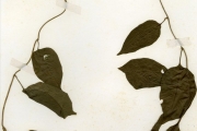 <strong>Solanaceae - Solanum - Solanum terminale Forssk. subsp. inconstans (C.H.Wright) Heine</strong><br />© hnb