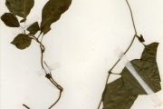 <strong>Solanaceae - Solanum - Solanum terminale Forssk. subsp. inconstans (C.H.Wright) Heine</strong><br />© hnb