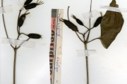 <strong>Rubiaceae - Mussaenda - Mussaenda elegans Schumach. & Thonn.</strong><br />© hnb