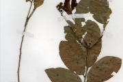 <strong>Ochnaceae - Campylospermum - Campylospermum flavum (Schumach. & Thonn. ex Stapf) Farron</strong><br />© hnb