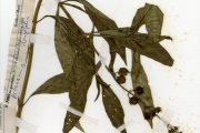 <strong>Scrophulariaceae - Artanema - Artanema longifolium (L.) Vatke</strong><br />© hnb