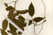 <strong>Leguminosae-Papilionoideae - Centrosema - Centrosema pubescens Benth.</strong><br />© hnb